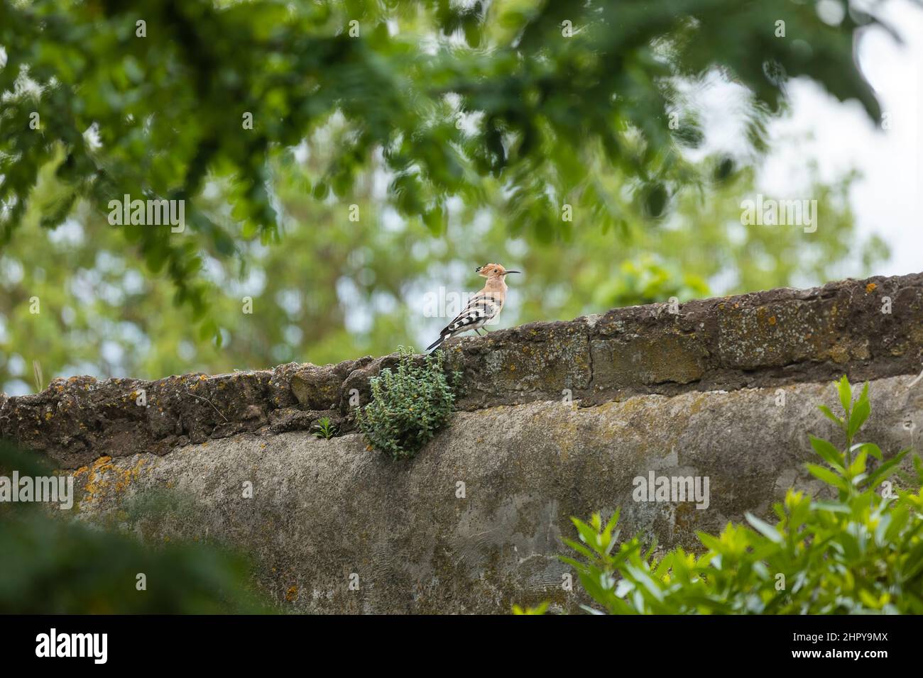 Hoopoe(Upupa epops) perched on a wall, Arles, Provence, France Stock Photo