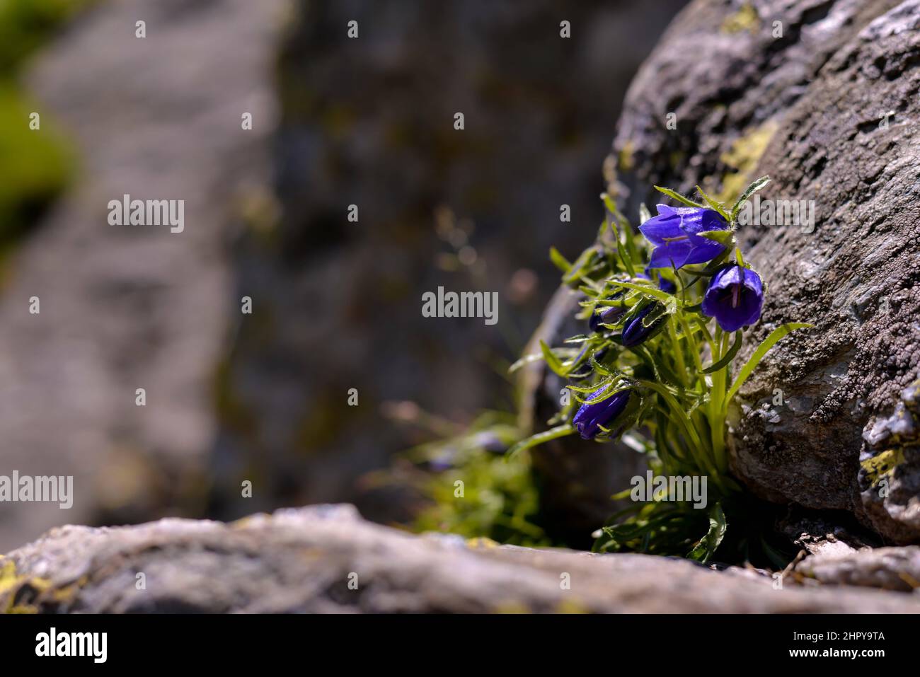 Closeup shot of violet bellflower blooming in the garden Stock Photo