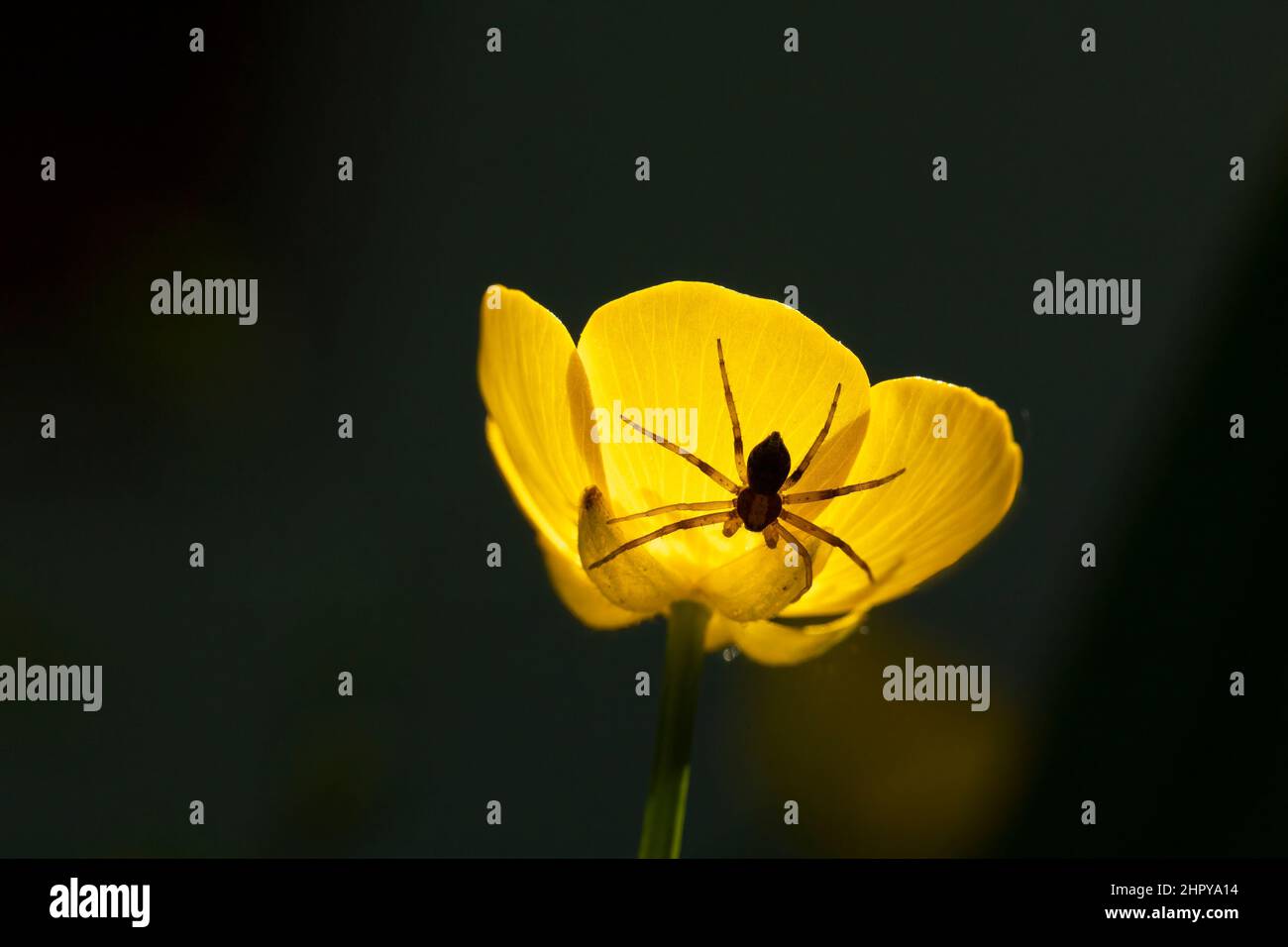 Running Crab Spider (philodromus sp) on yellow flower, Alsace, France Stock Photo