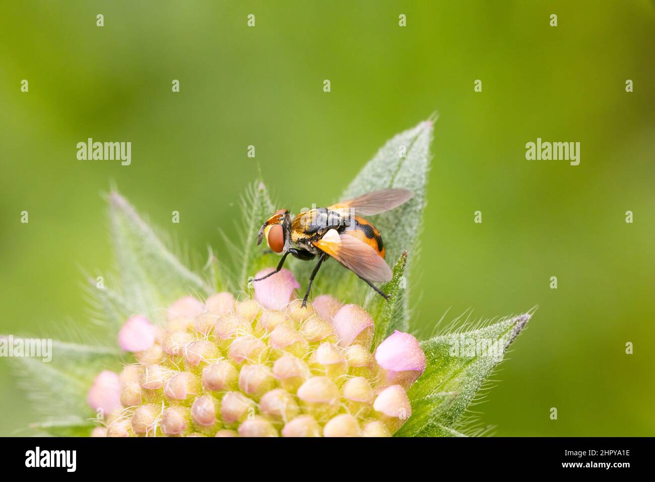 Small fly (Gymnosoma clavatum) on Scabieusa (Scabiosa sp), Alsace, France Stock Photo