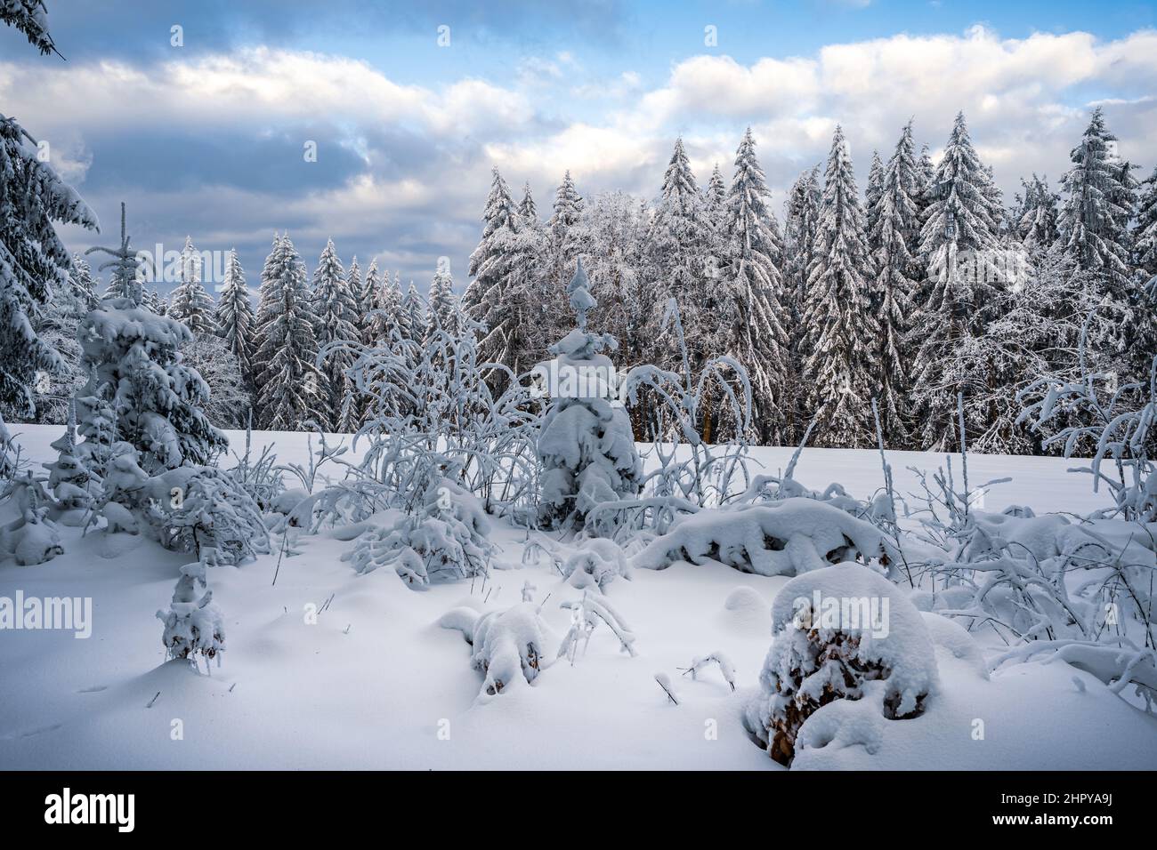 Winter landscape with beautiful snow-covered fir trees Stock Photo - Alamy