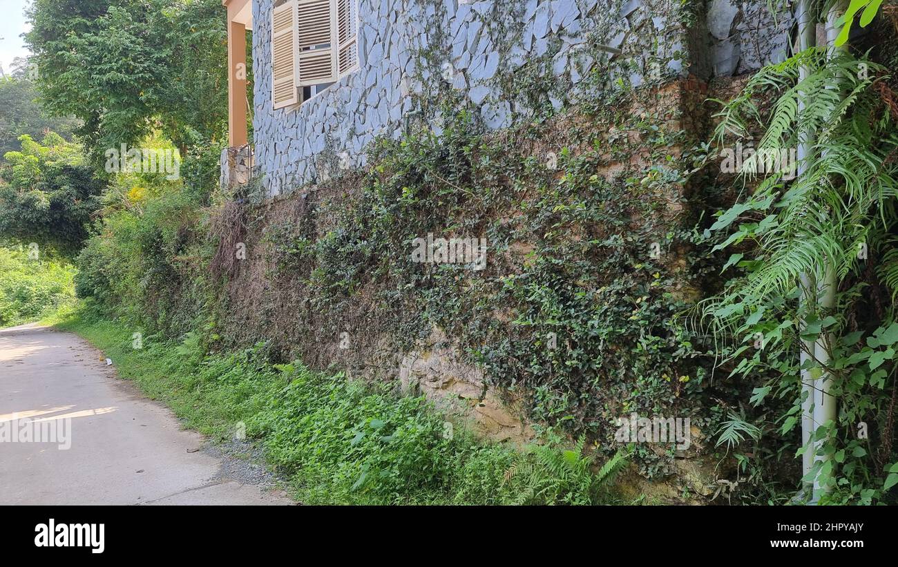 Wall creeper plants hi-res stock photography and images - Alamy