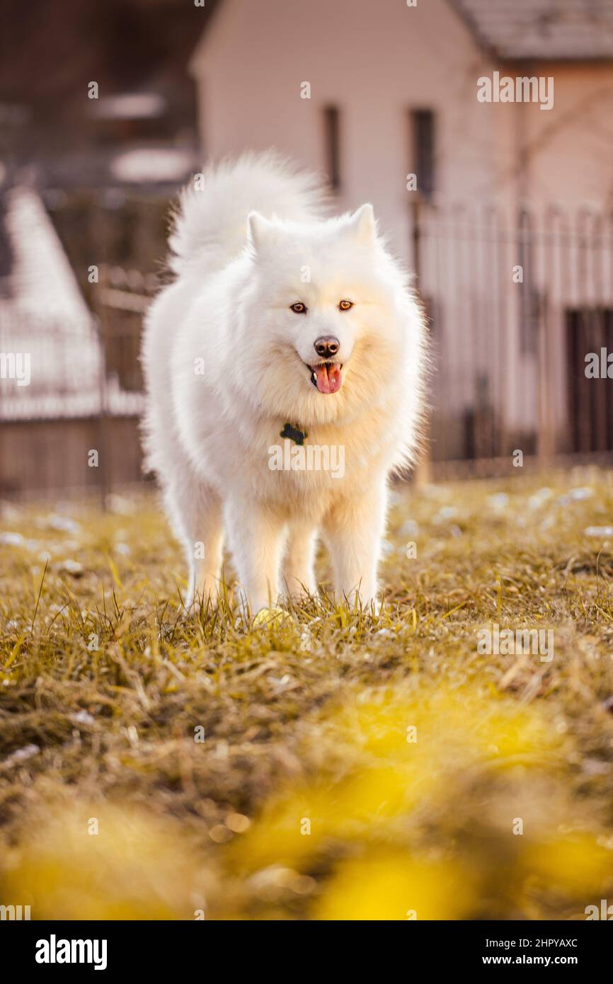 Portrait samoyed beautiful breed hi-res stock photography and images ...
