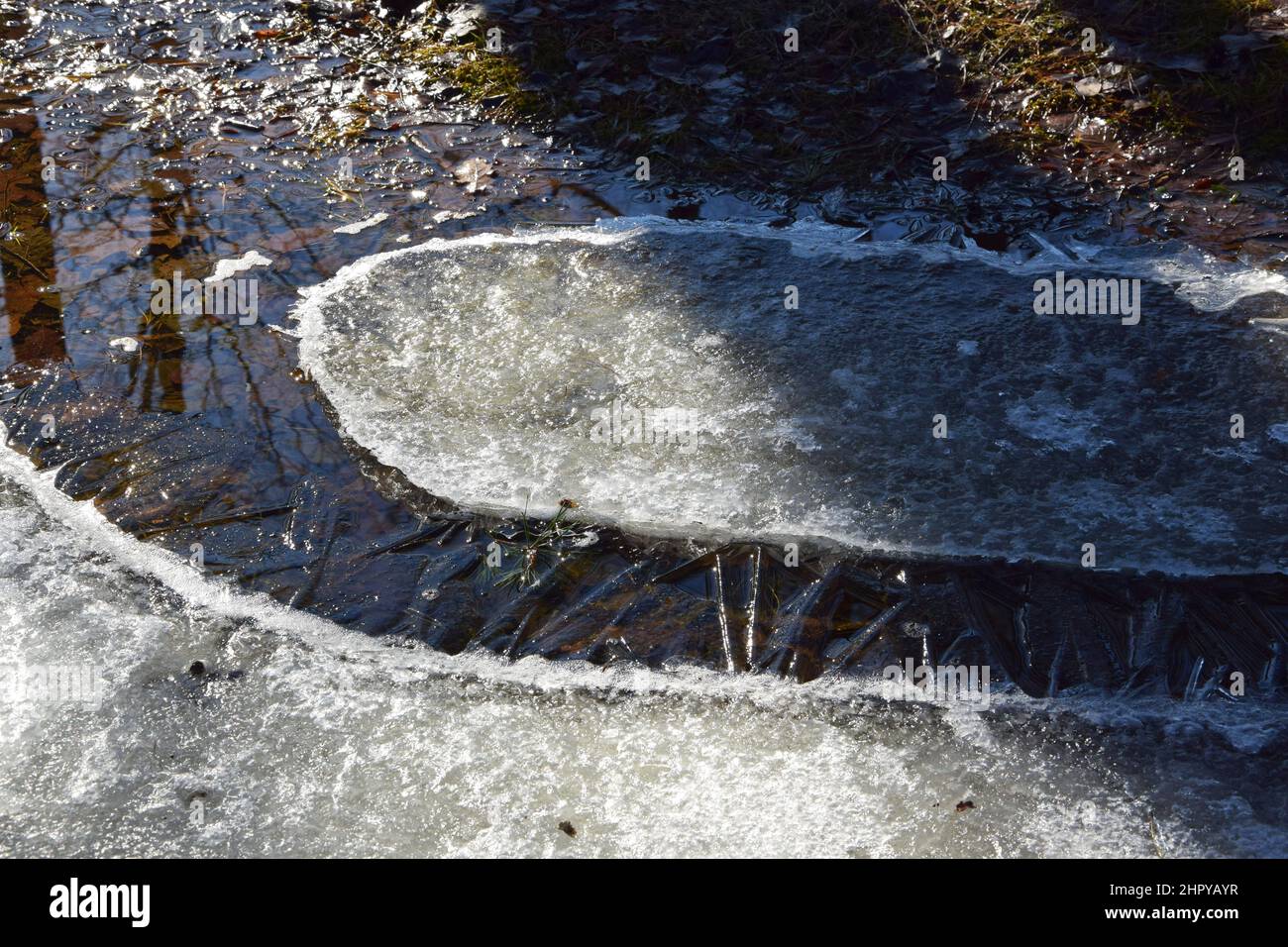 Spring puddle with reflections and shadows of trees during the daytime ...