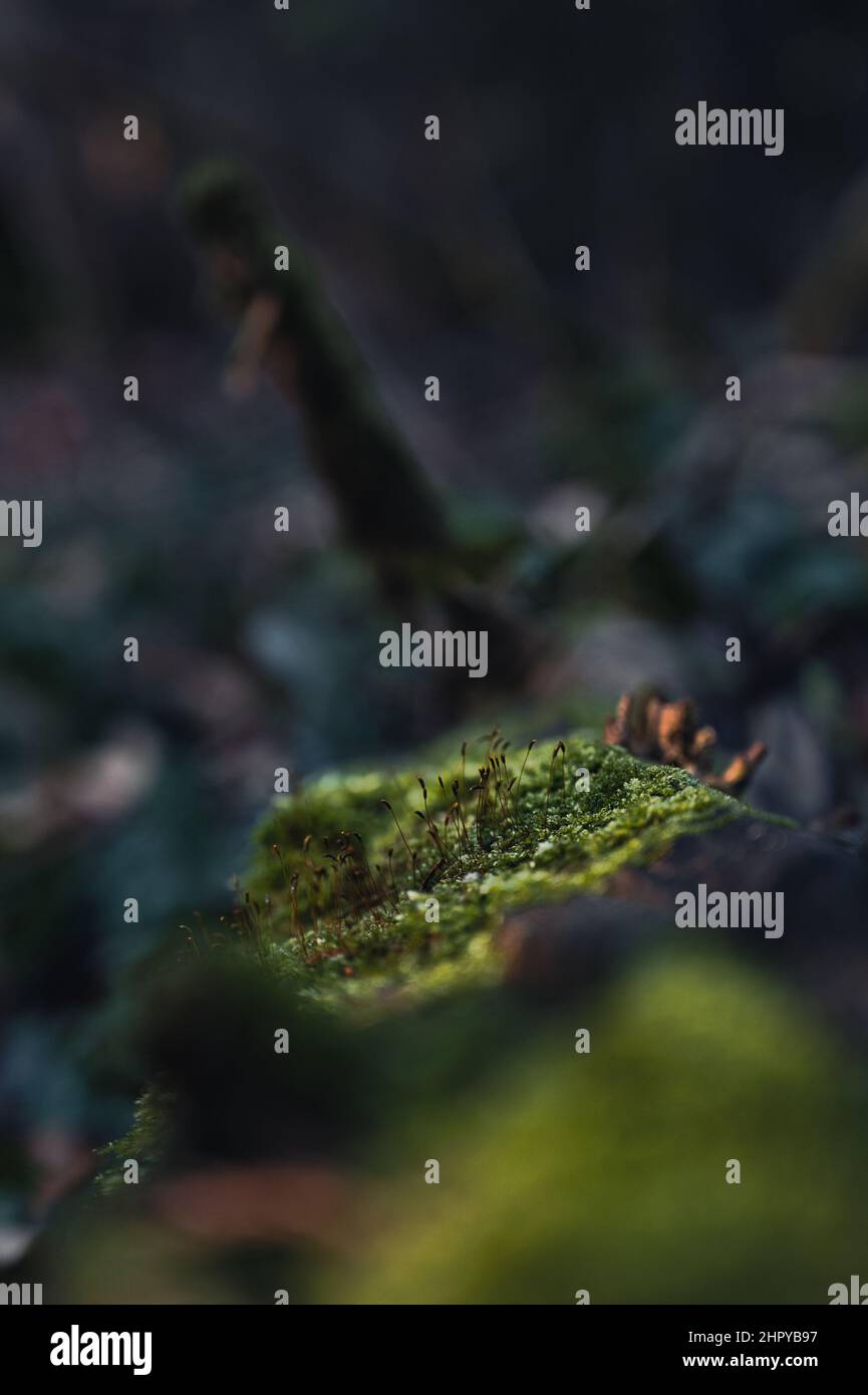 Vertical closeup shot of the moss on the tree trunk Stock Photo - Alamy