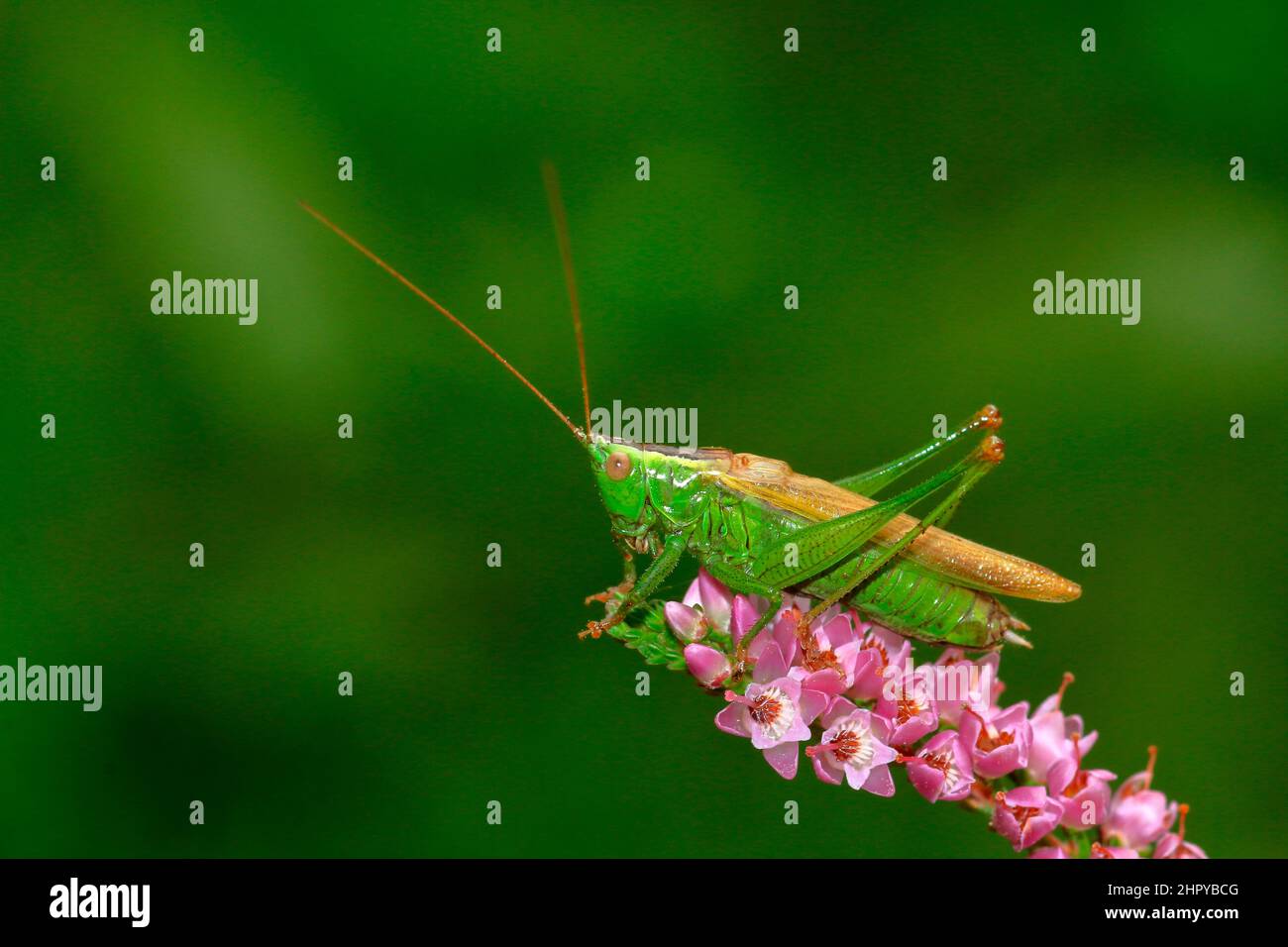 Long-winged Conehead (Conocephalus fuscus) on heather flowers, Lande de Lessay, Manche, Noramndie, France Stock Photo
