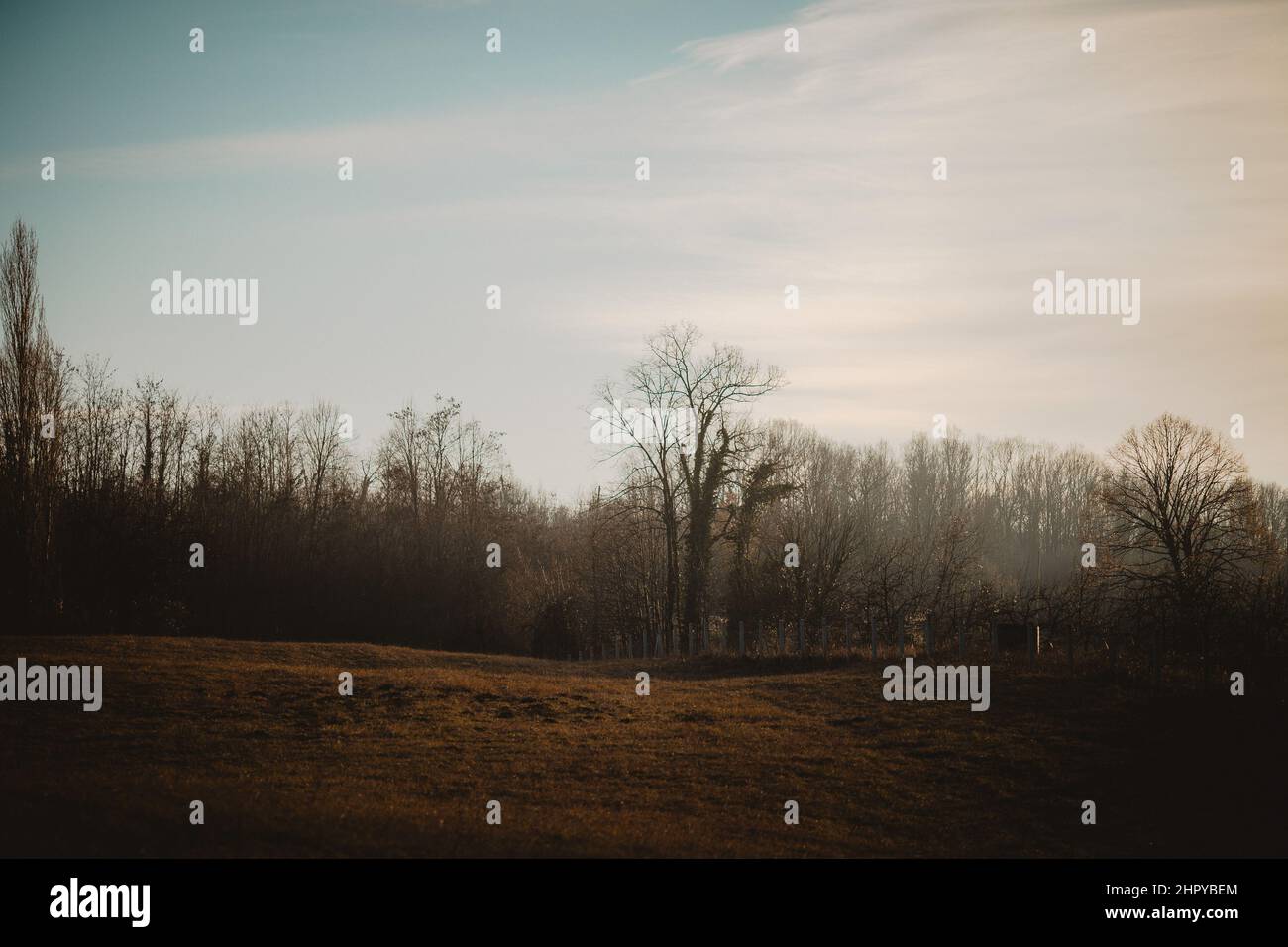 Beautiful shot of a forest under the cloudy skies Stock Photo - Alamy