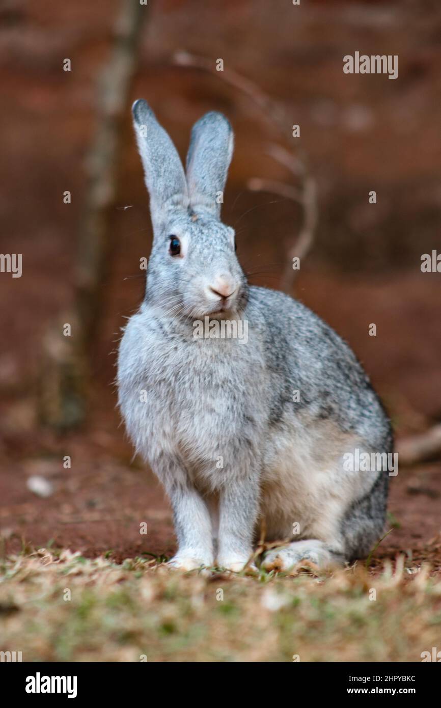 Vertical shot of a gray rabbit on a sunny day Stock Photo - Alamy
