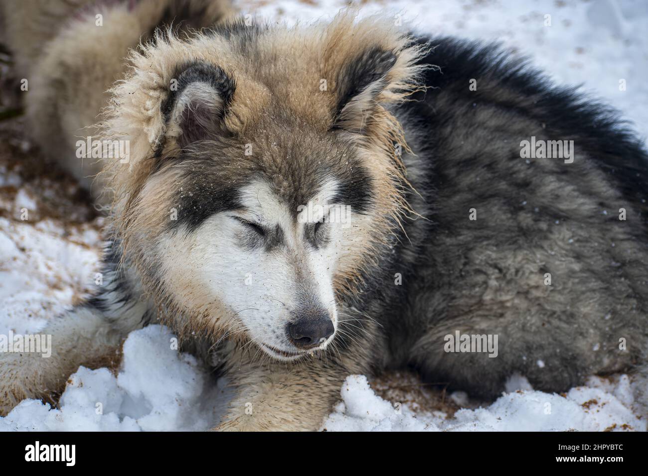 Funny Alaskan Malamute with closed eyes sitting on the ground covered with snow Stock Photo - Alamy Funny Alaskan Malamute with closed eyes sitting on the ground covered with snow Stock Photo - Alamy