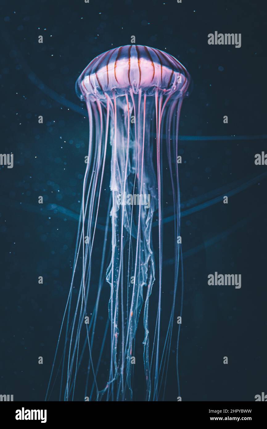 Vertical shot of a jellyfish swimming underwater Stock Photo - Alamy