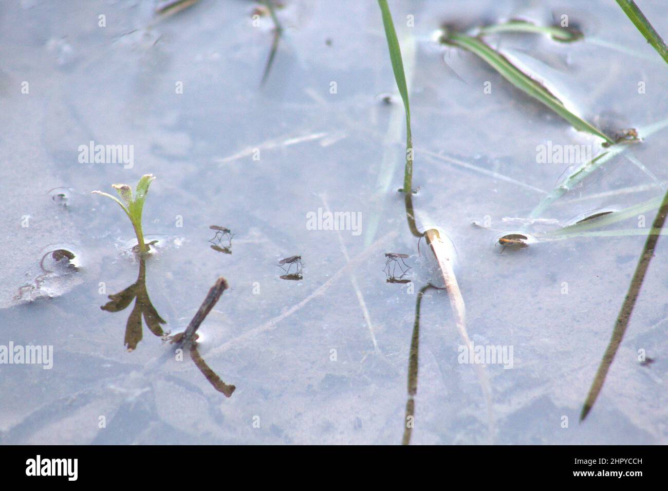 Closeup of insects walking on the surface of the water among green