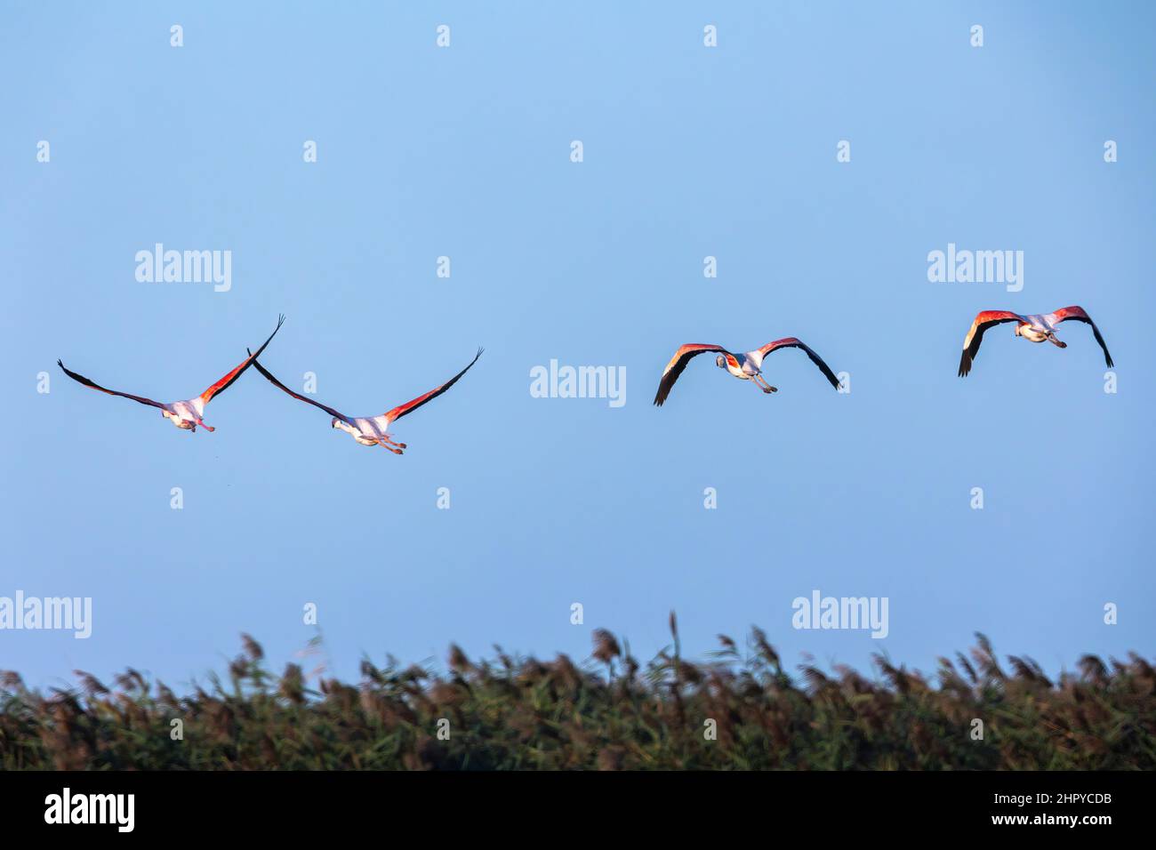 Great Flamingos (Phoenicopterus ruber roseus) in flight, Lake of the Galabert, Camargue, France Stock Photo