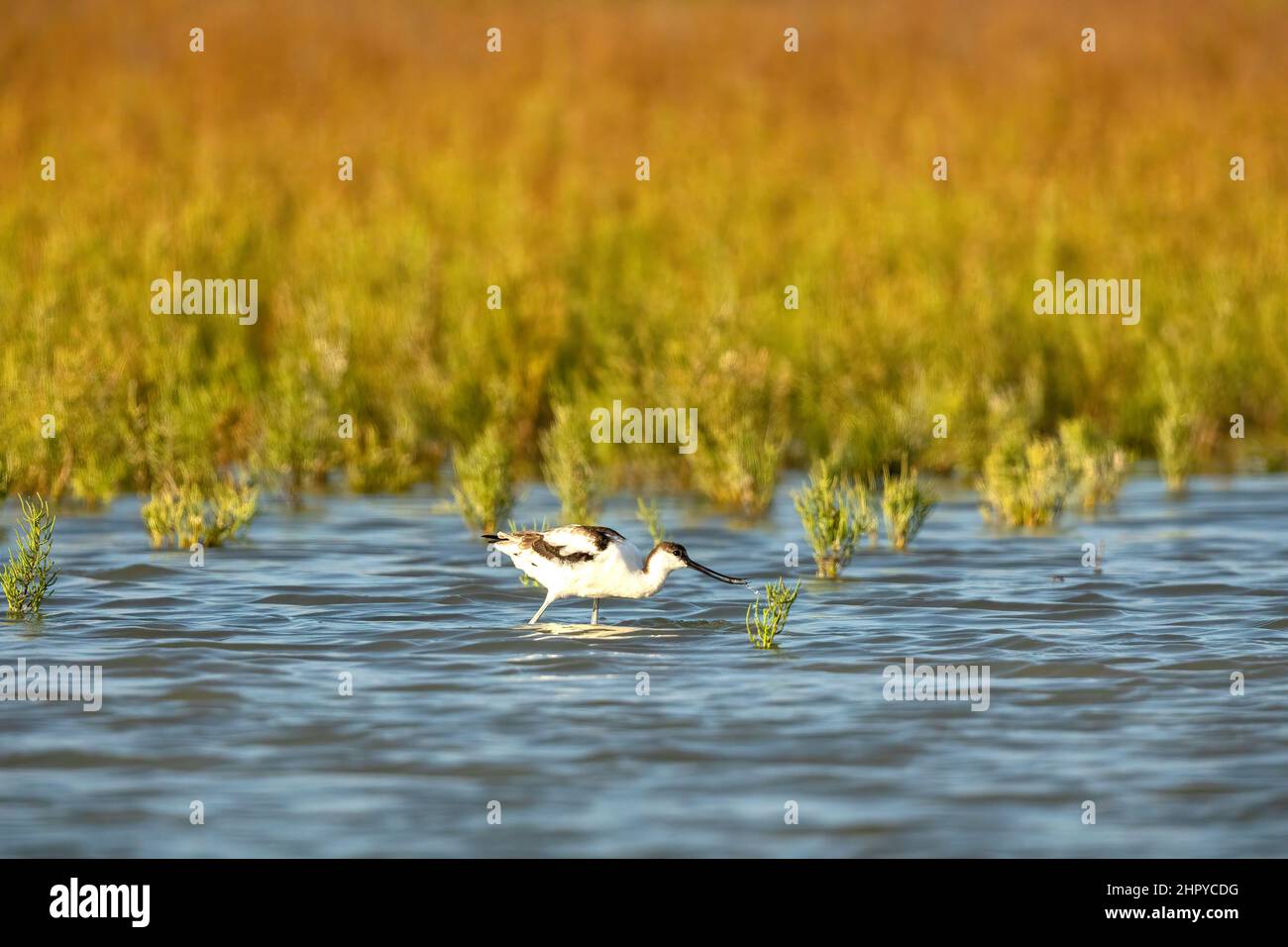 Pied Avocet (Recurvirostra avosetta) feeding, Lake of the Galabert, Camargue, France Stock Photo