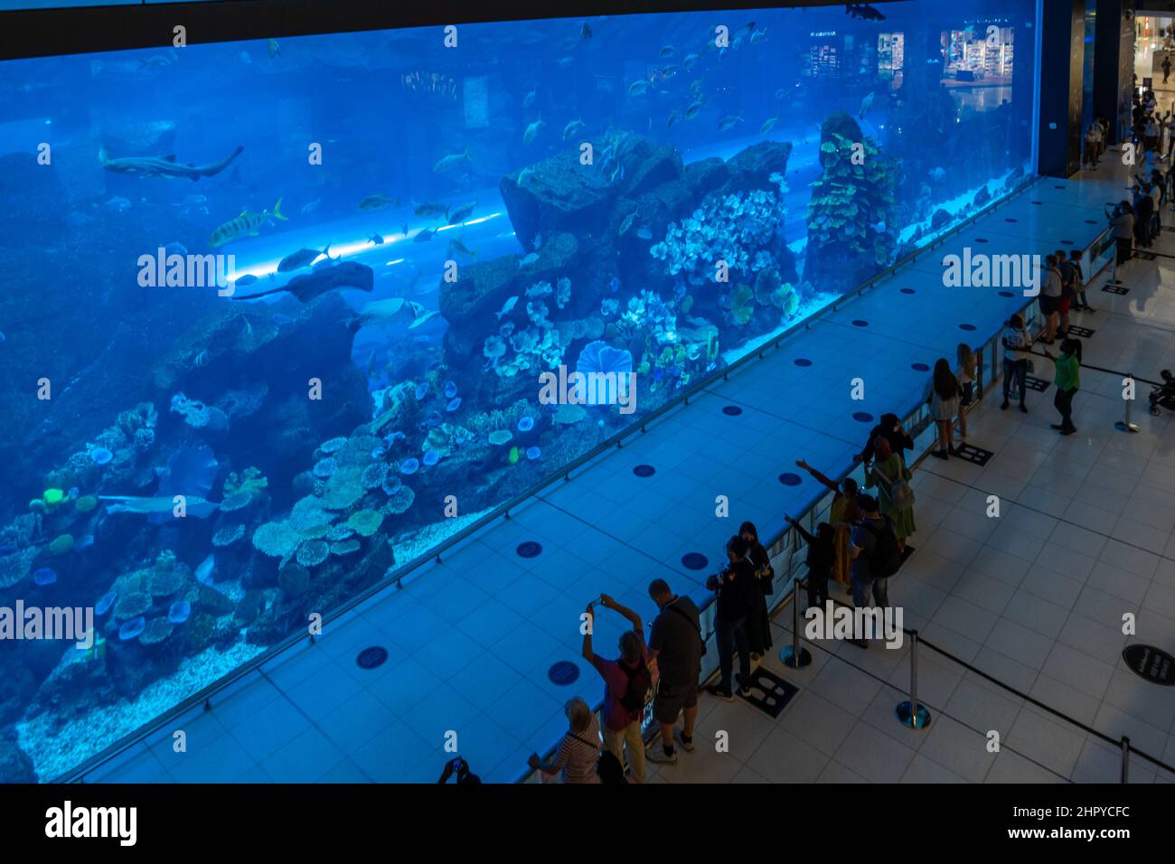 Aquarium inside Dubai Mall - world's largest shopping mall, United Arab Emirates Stock Photo