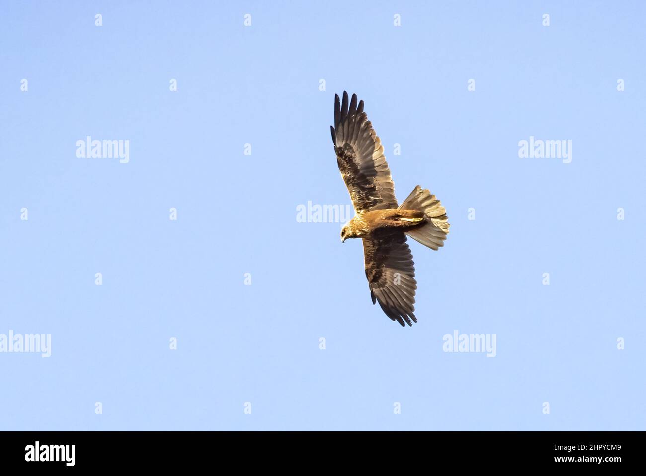 A Common buzzard (Buteo buteo) in fly. It is a medium-to-large bird of prey which has a large range. A member of the genus Buteo, it is a member of th Stock Photo