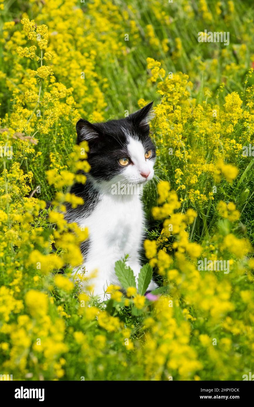 Black and white kitten, European house cat, in a flowery meadow, Lorraine, France Stock Photo