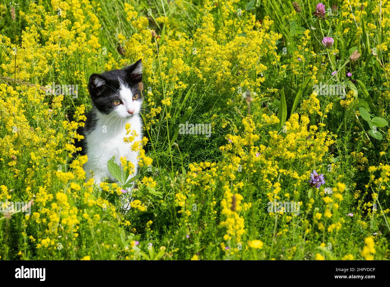 Black and white kitten, European house cat, in a flowery meadow, Lorraine, France Stock Photo