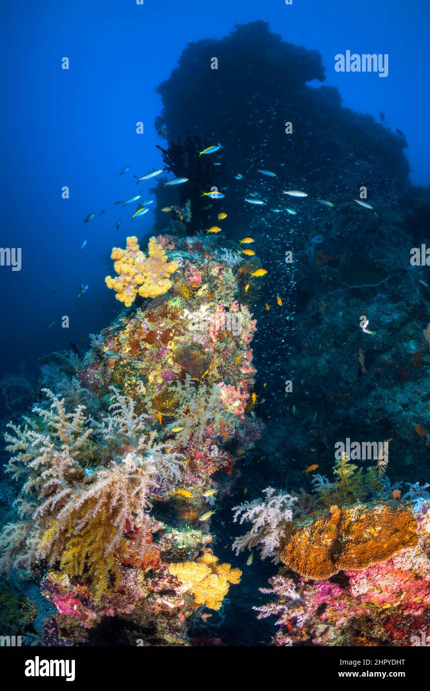 S-shaped pass reef at 30 metres depth, Mayotte Stock Photo