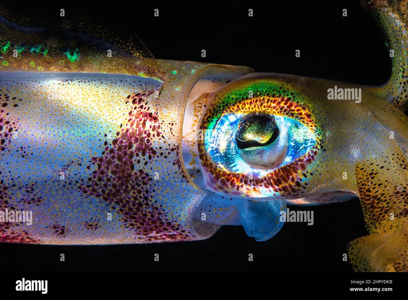 Yeye of Bigfin reef squid (Sepioteuthis lessoniana), Rajat Ampat, New Guinea Stock Photo