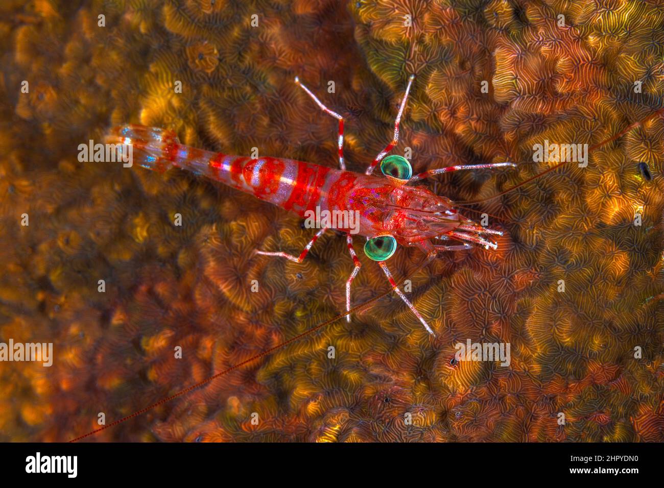 Green-eyed shrimp (Urocaridella antonbruunii) ont reef at nigh, Mayotte Stock Photo