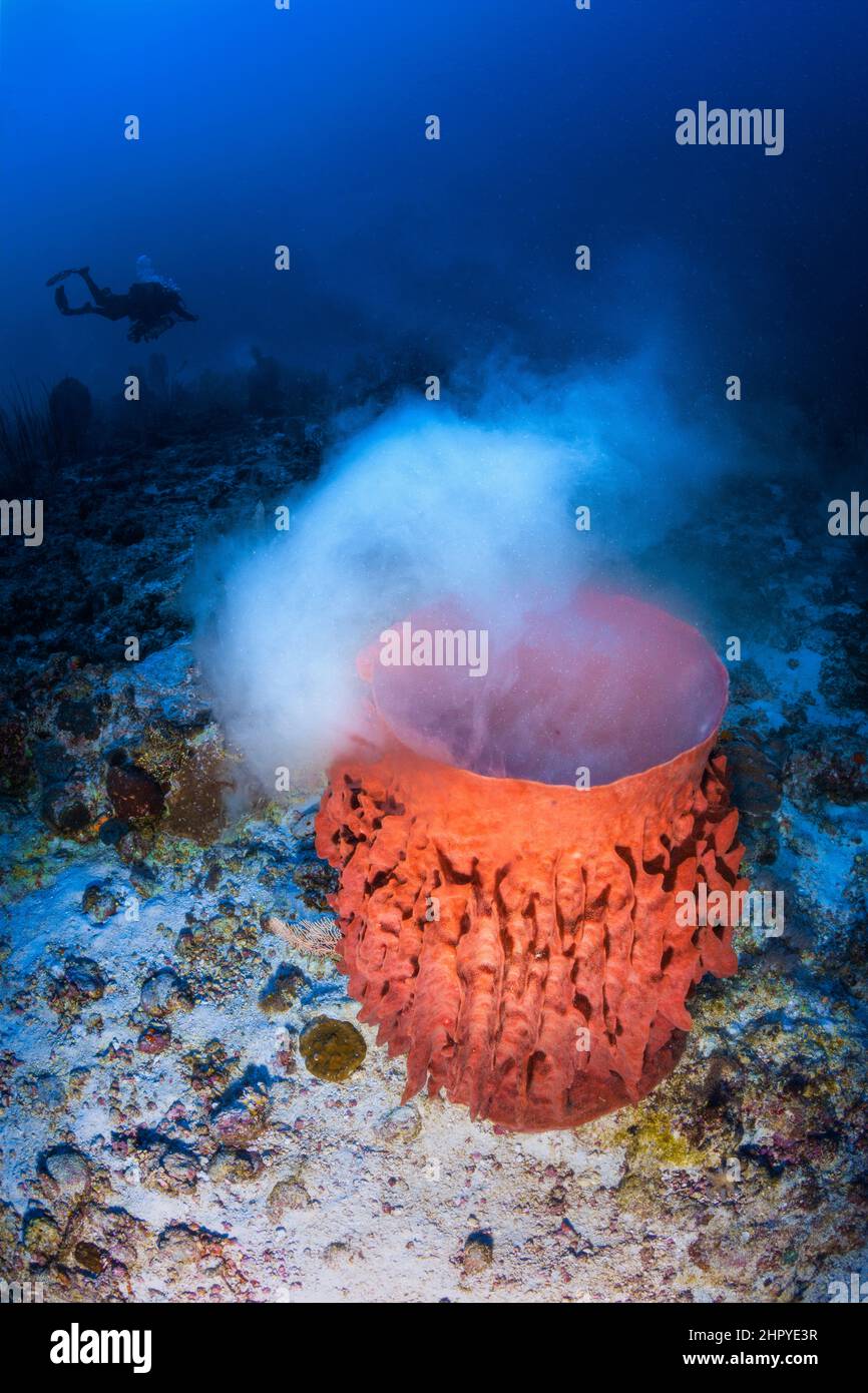 Release of gametes from barrel sponges (Xestospongia testudinaria), Mayotte Stock Photo