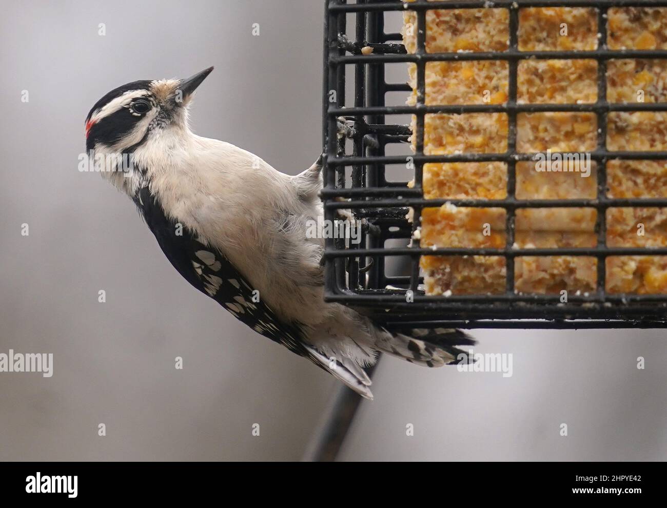 Woodpecker clings to the side of a Suet Feeder Stock Photo Alamy