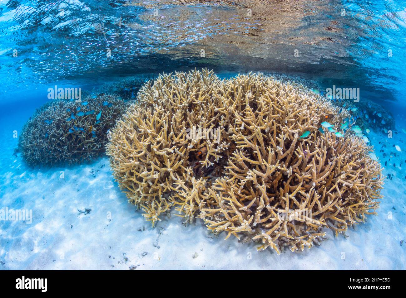 Colony of stag horn coral in the pools of the southern lagoon of Mayotte. Stock Photo
