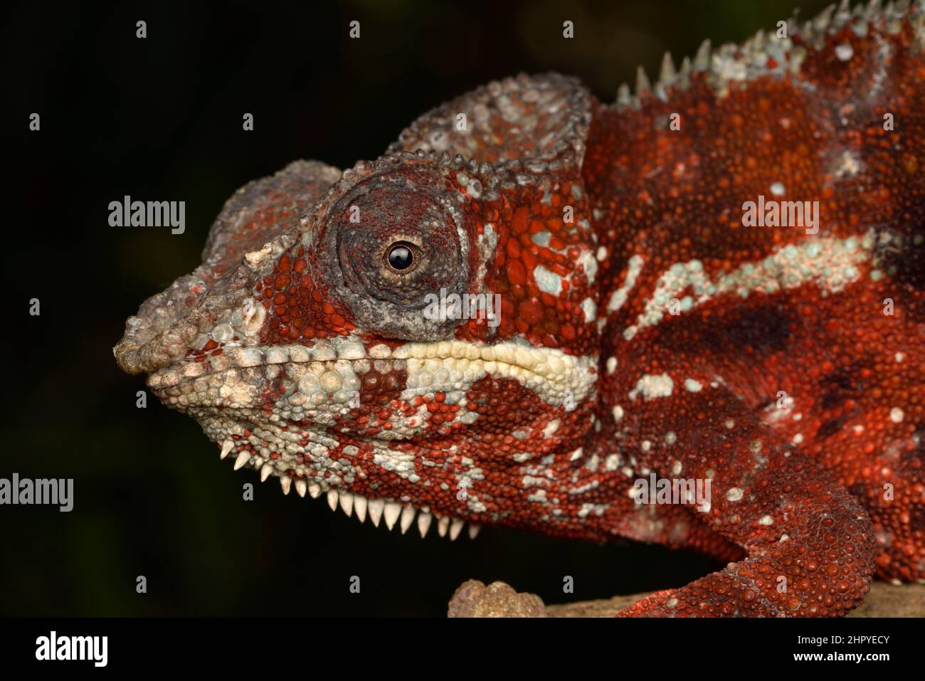 Panther chameleon (Furcifer pardalis) male, Andasibe (Perinet), Alaotra-Mangoro Region, Madagascar Stock Photo