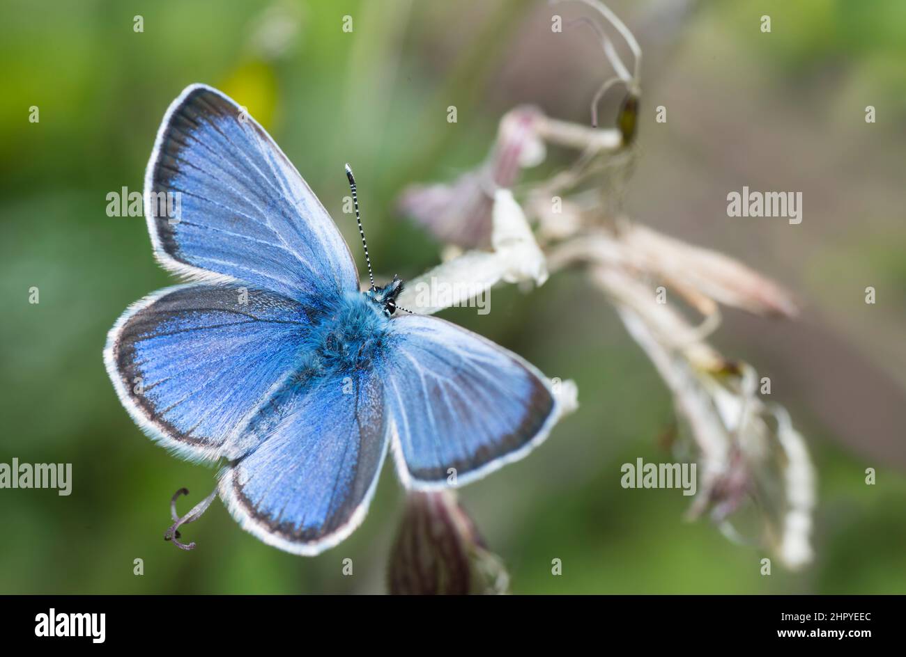 Black Rayed Blue Black Eyed Blue (Glaucopsyche melanops), Mont Ventoux, France Stock ...