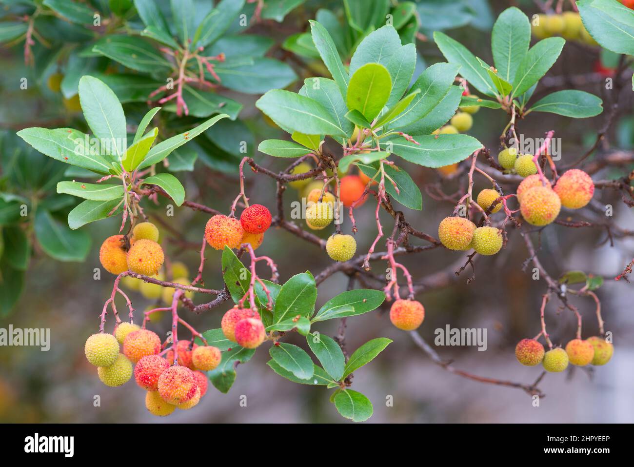 Strawberry tree (Arbutus unedo) fruits, Fance Stock Photo