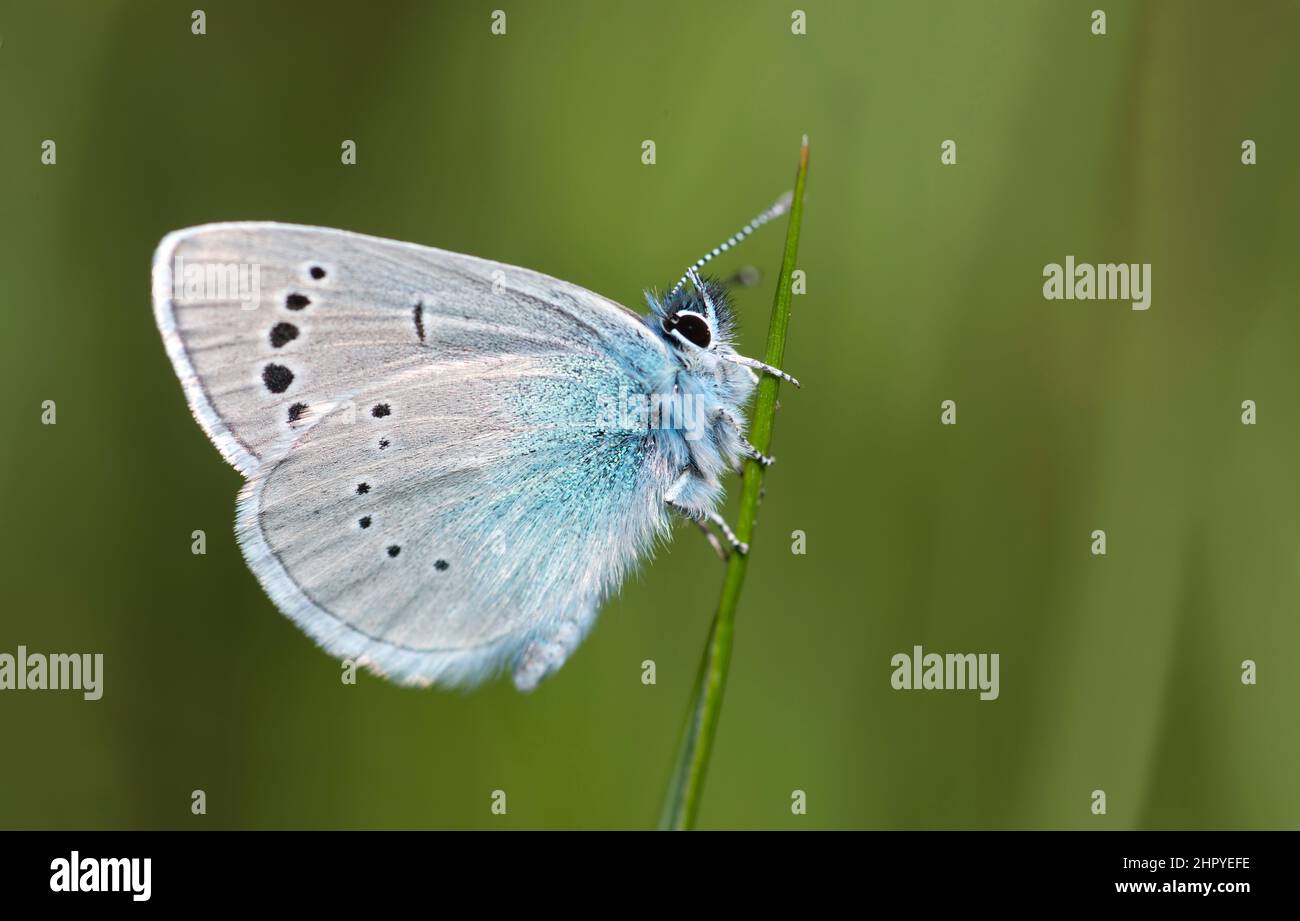 Black Rayed Blue Black Eyed Blue (Glaucopsyche melanops), Mont Ventoux, France Stock ...