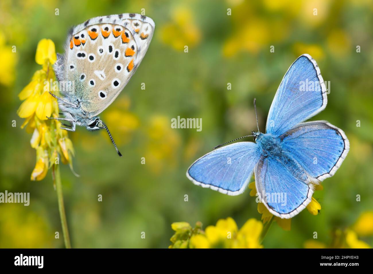 Adonis Blue (Lysandra bellargus) male and female, Mont Ventoux, France Stock Photo