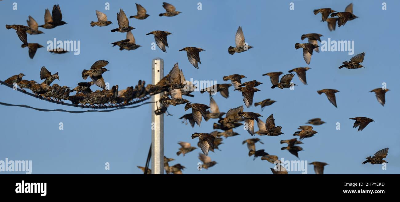 Starling (Sturnus vulgaris) in autumn migration, Languedoc coast, France Stock Photo