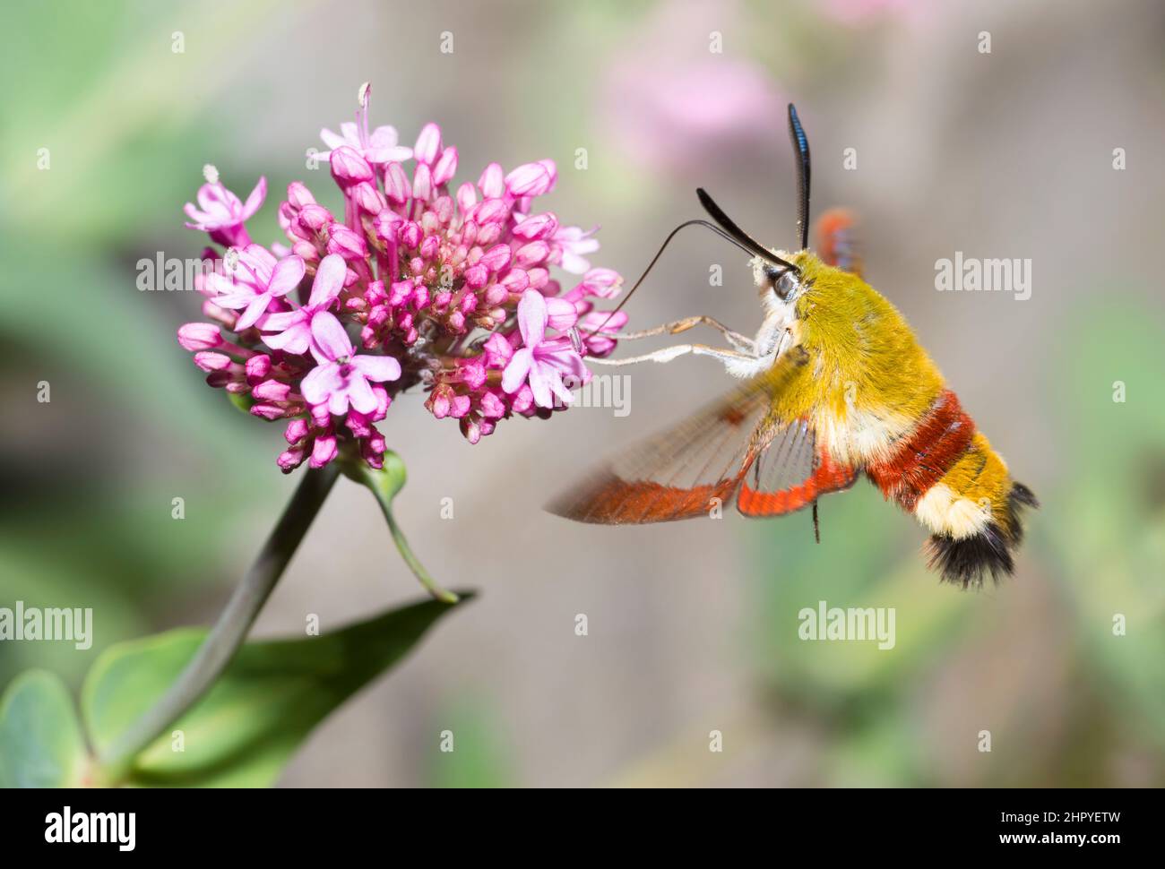Broad-bordered Bee Hawk-Moth (Hemaris fuciformis)foraging a Red valerian (Centranthus ruber), mont Ventoux, France Stock Photo