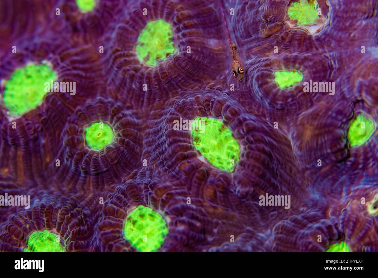 Surface of hard coral with goby fish Stock Photo