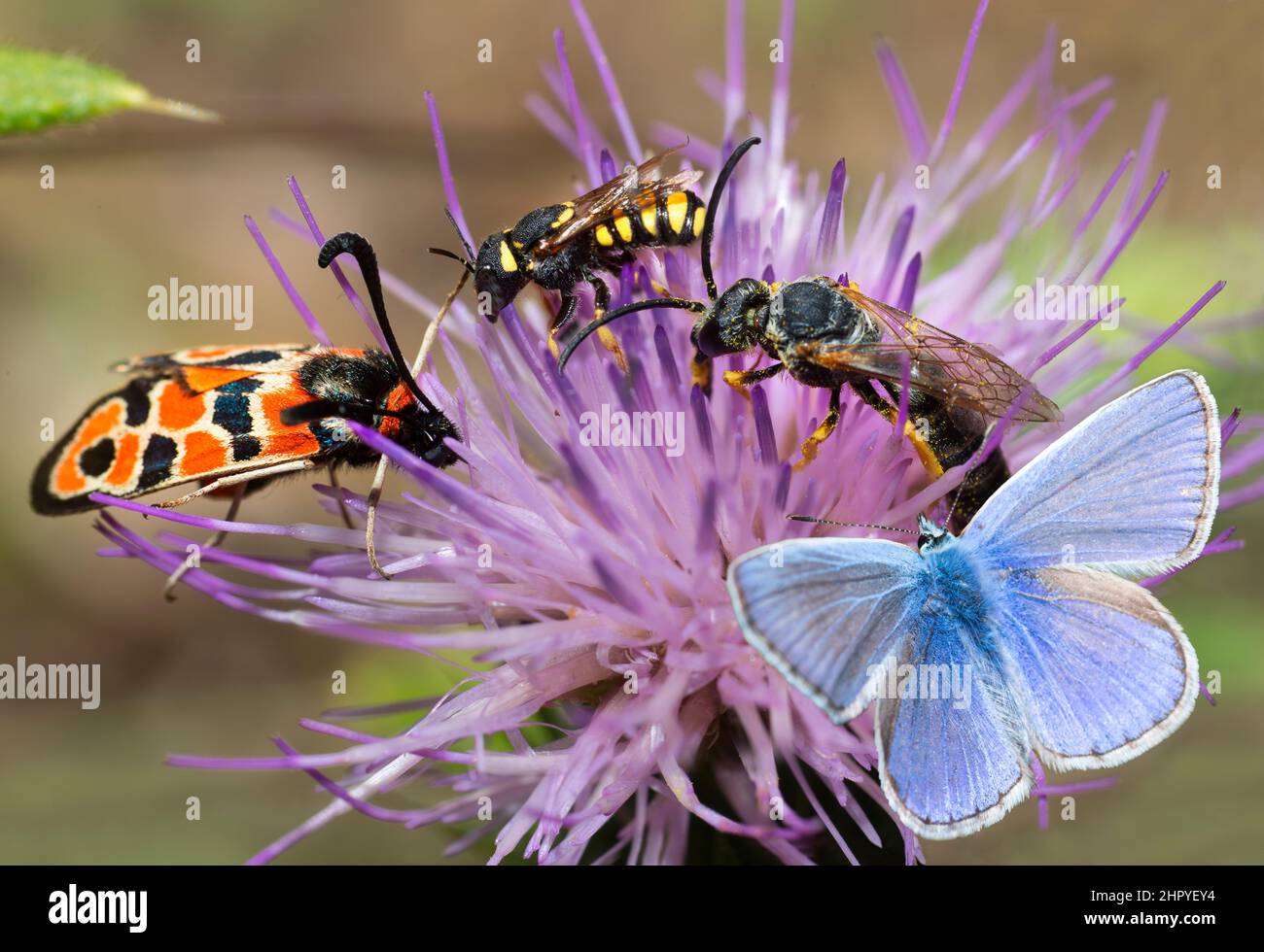 Pollination by Zygene (Zygaena fausta), Mining Bee (Halictus quadricinctus), Common Blue (Polyommatus icarus) and Cuckoo bee (Stelis signata) on a rar Stock Photo