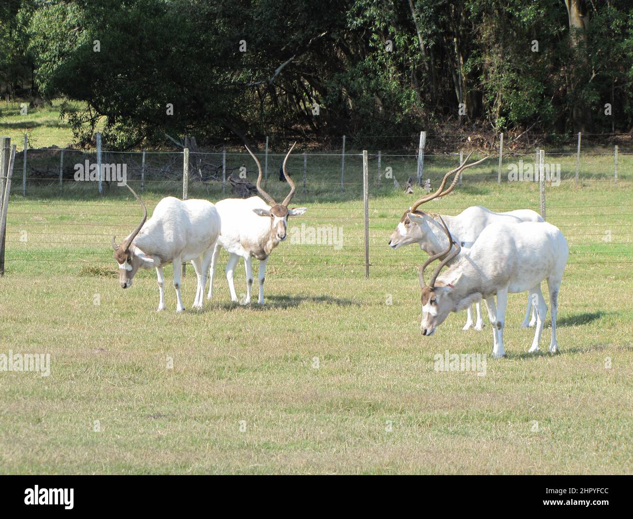 Herd of African antelopes eats an rests in the sun - Natural outdoor life. Stock Photo