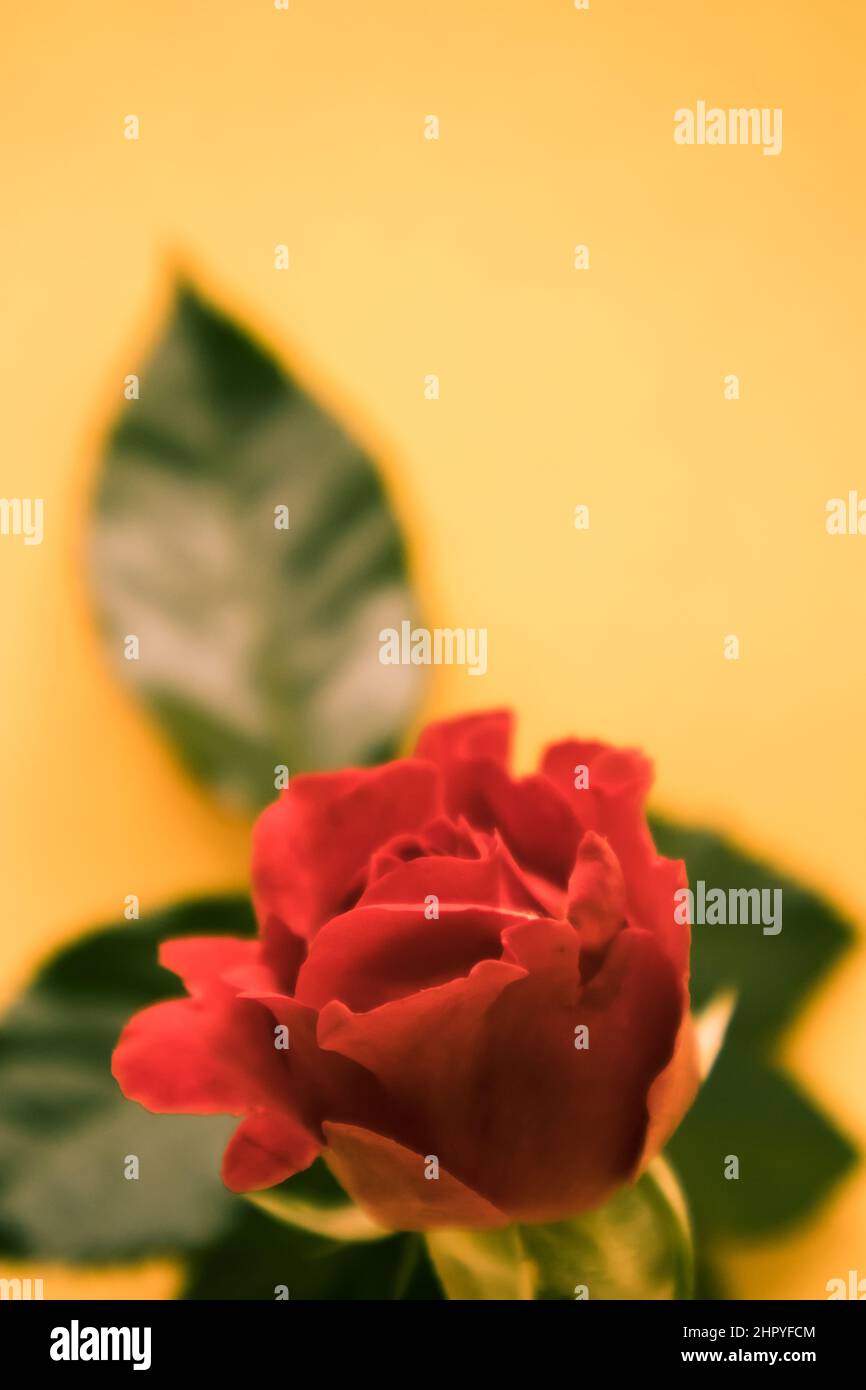 A green leaf and a red rose in a pink background Stock Photo Alamy