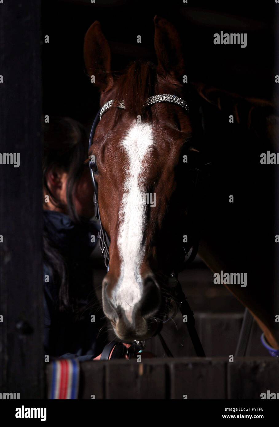 A horse in the parade ring stables at Huntingdon racecourse. Picture