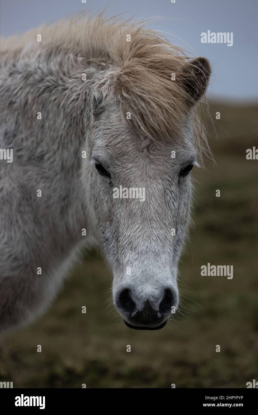 View of a blonde horse in Iceland Stock Photo