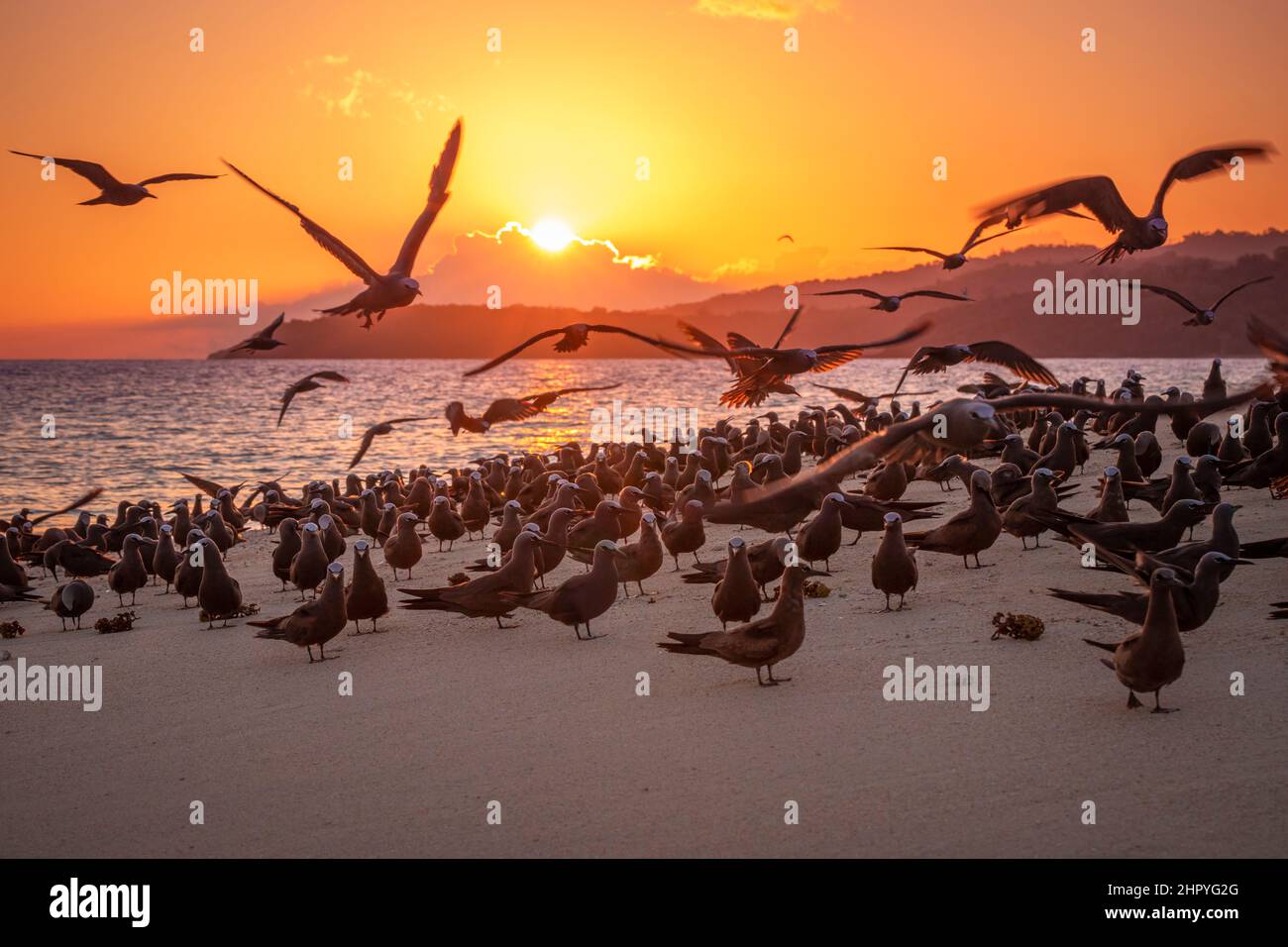 Brown Noddy (Anous stolidus) on the white sand island of Sazile at sunset, Mayotte Stock Photo