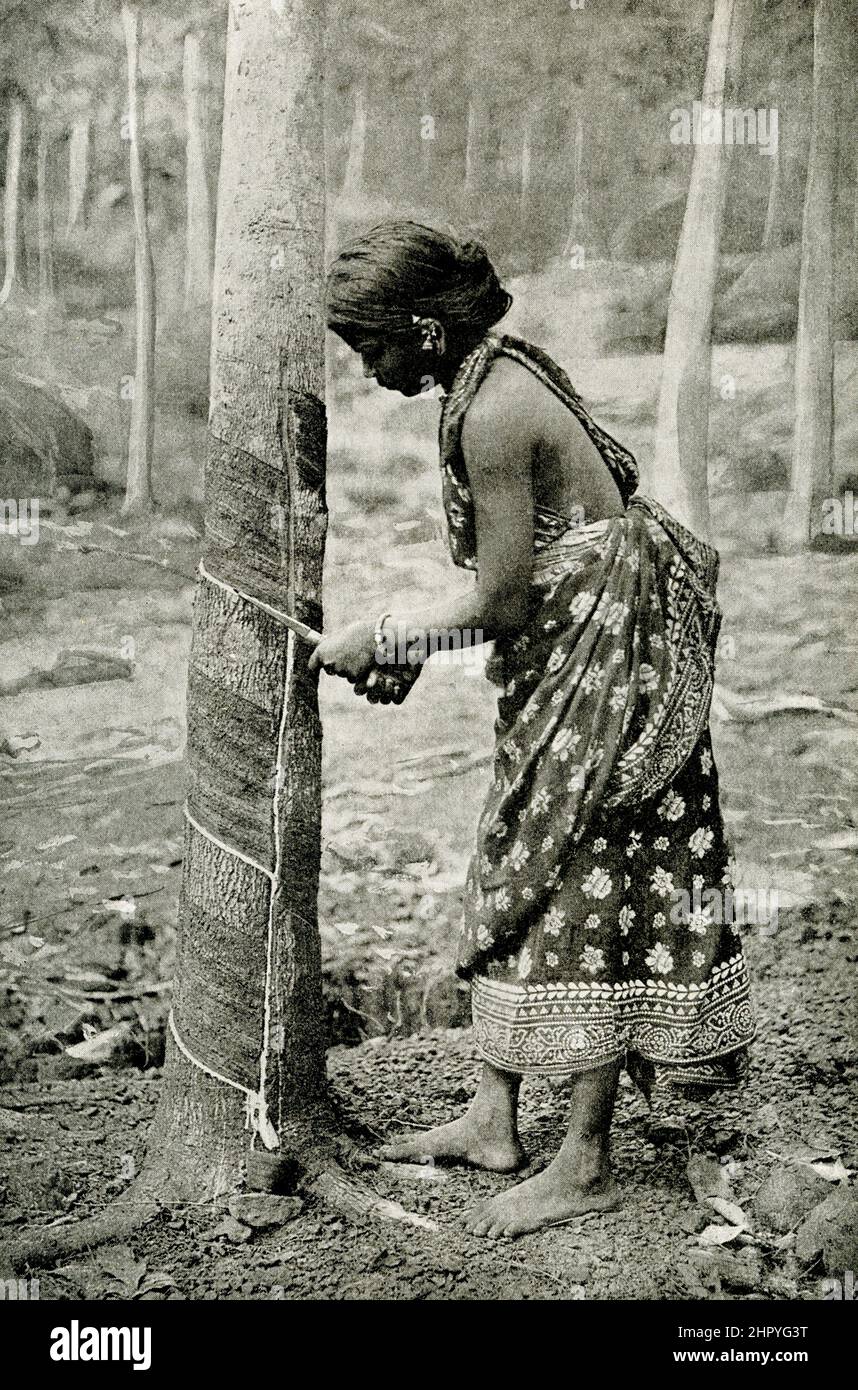The capgtion for this 1912 image reads: Drawing milk from a tree to make rubber. Here we see a native girl tapping a rubber tree in Ceylon. Holes or grooves are cut in the trunk of the tree, and in a few hours milky juice flows out and is caught in basins or tins. A good tree yields about 20 gallons of juice in a season, producing 40 pounds of rubber. The juice is called caoutchouc, which is a native American word. Stock Photo