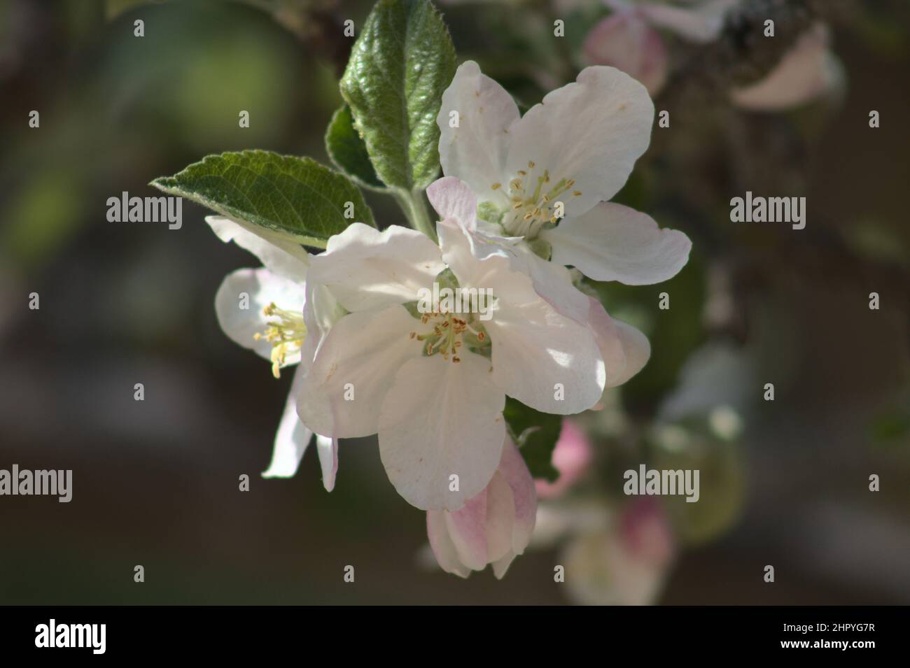Closeup of tiny white acantholimon flowers blooming among green needle plants Stock Photo