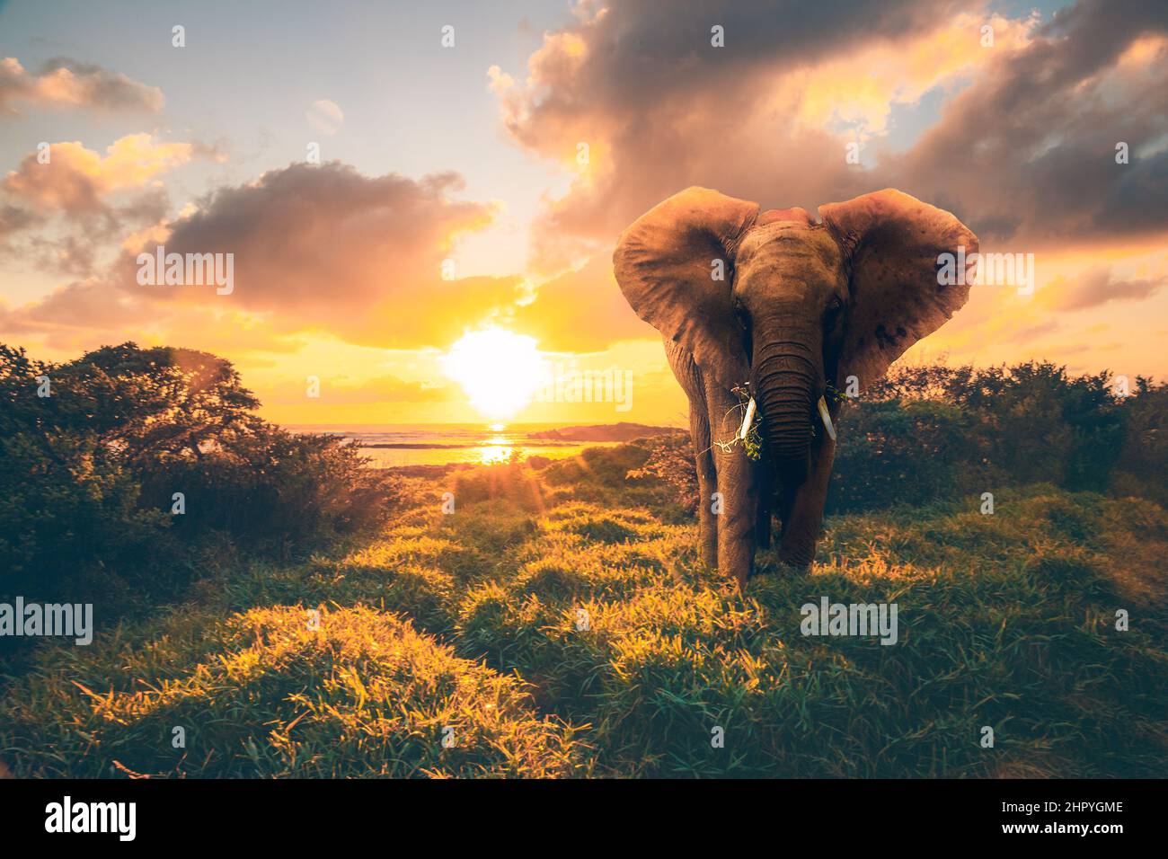 Incredible african safari sunset hi-res stock photography and images ...