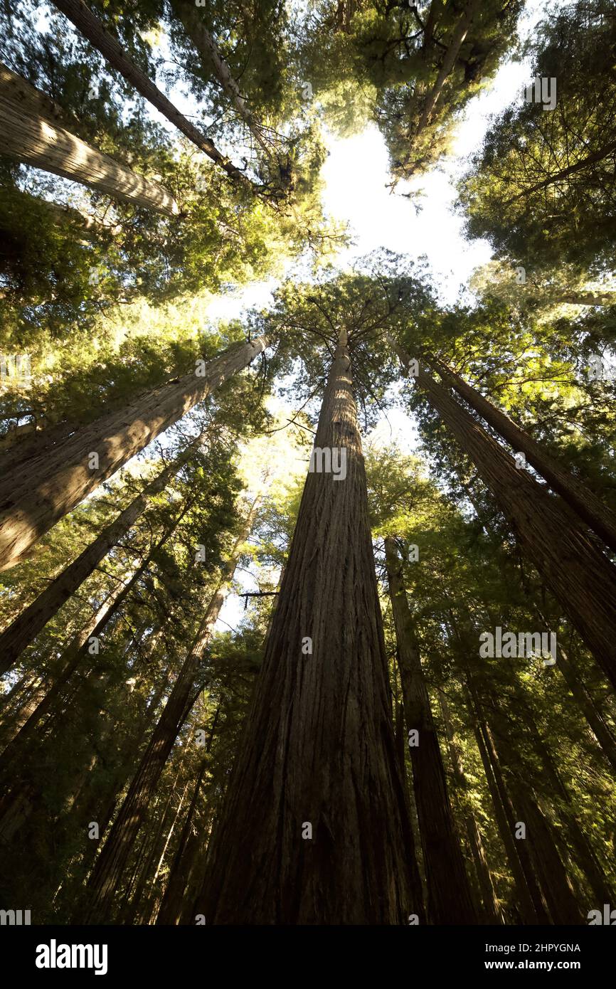 Vertical low angle shot of tall green trees in a forest Stock Photo - Alamy
