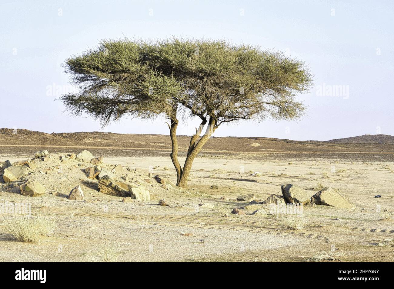 Acacias tree in the savanna in Saudi Arabia Stock Photo