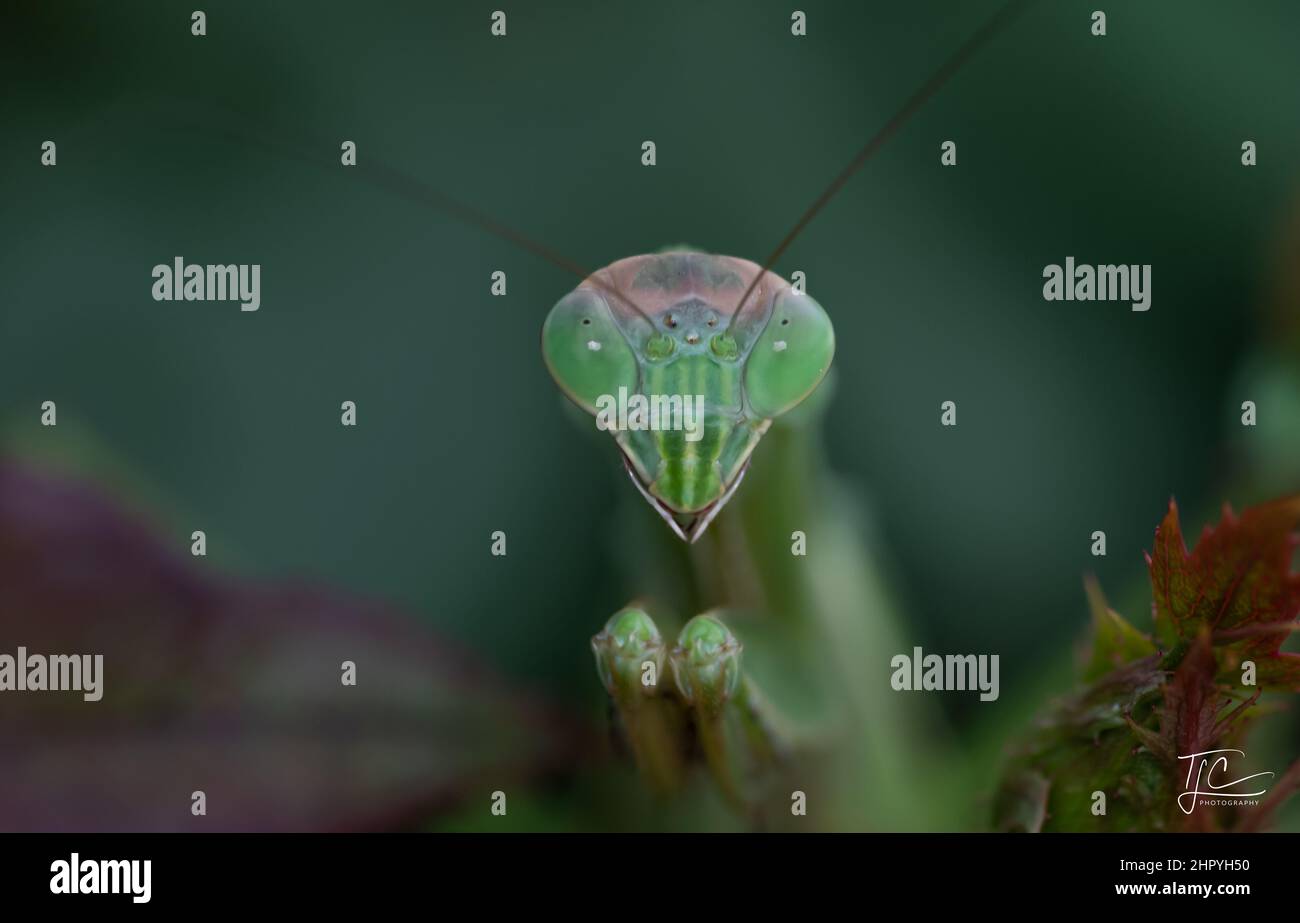 Macro shallow focus shot of a Tenodera aridifolia insect with green ...
