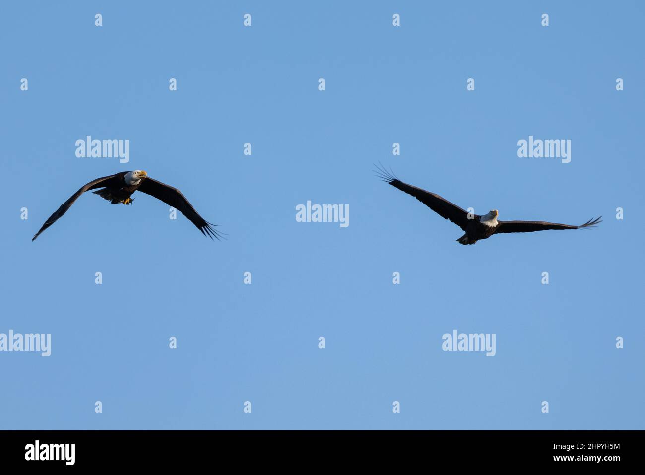 Two birds flying against a clear blue sky Stock Photo - Alamy