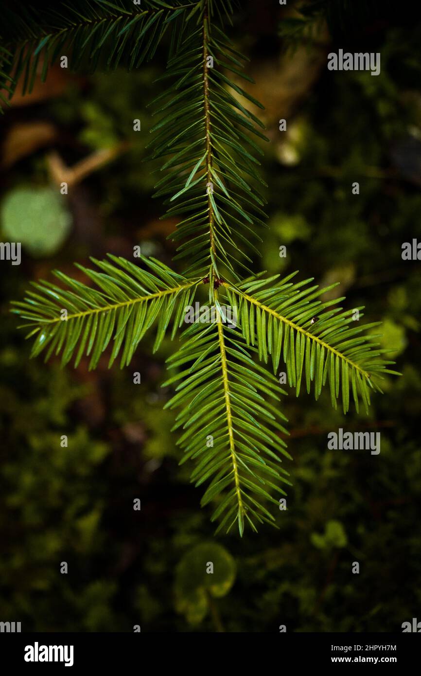 Vertical closeup shot of the Abies balsamea plant branch on the blurry background Stock Photo
