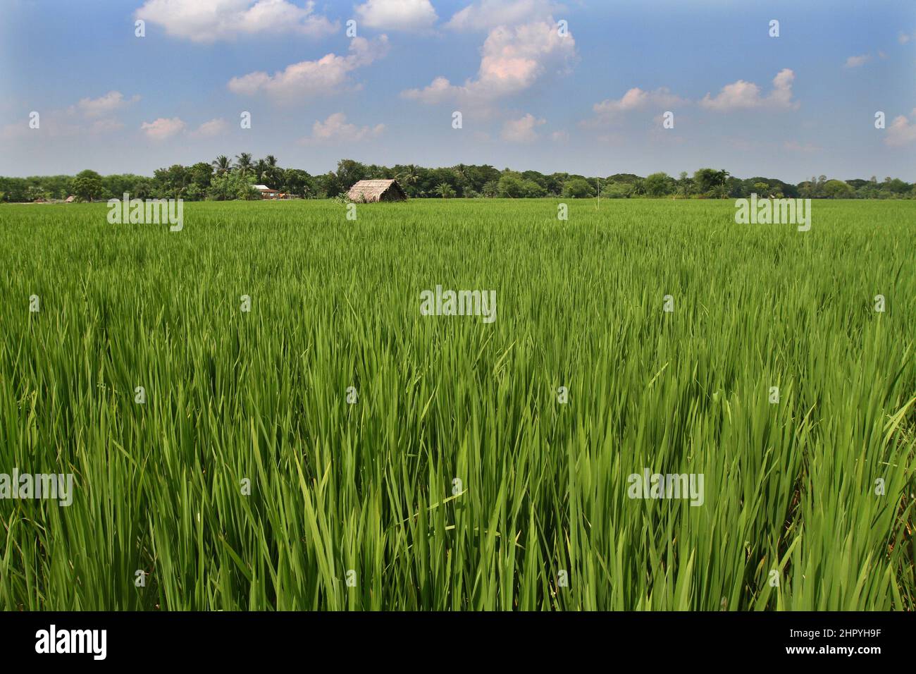 Khulna, Bangladesh - October 09, 2014: Aerial View of the green paddy field at Paikgacha in Khulna, Bangladesh. Stock Photo